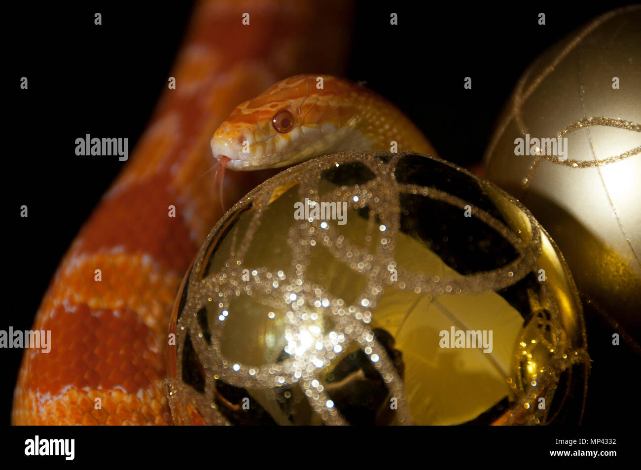 Corn snake climbing over Christmas decorations Stock Photo Alamy