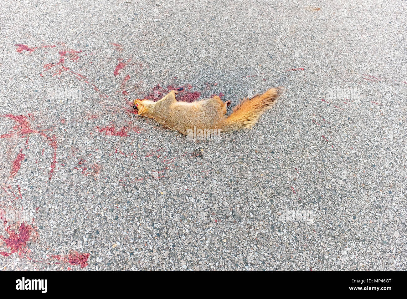 Sciurus carolinensis, the eastern gray squirrel, dead on an asphalt road recently hit and killed by a vehicle. Stock Photo