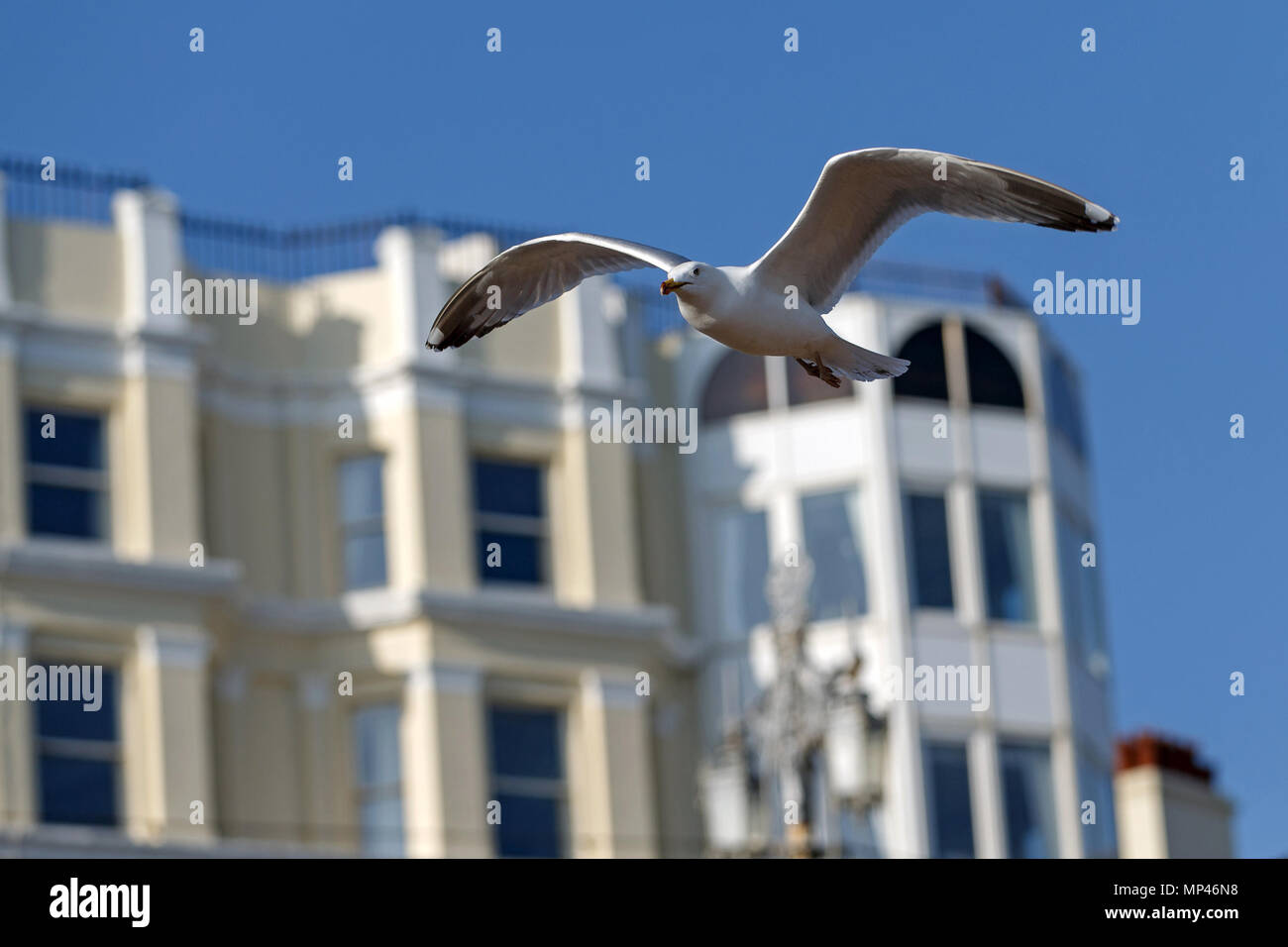 A seagull in flight in front of seafront buildings in Brighton, East Sussex, UK. Stock Photo