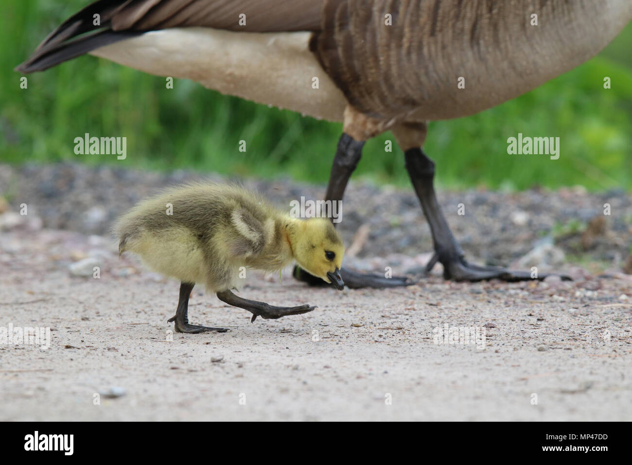 A Little Canada Goose gosling Branta canadensis walking with its mother goose in a meadow in Springtime Stock Photo