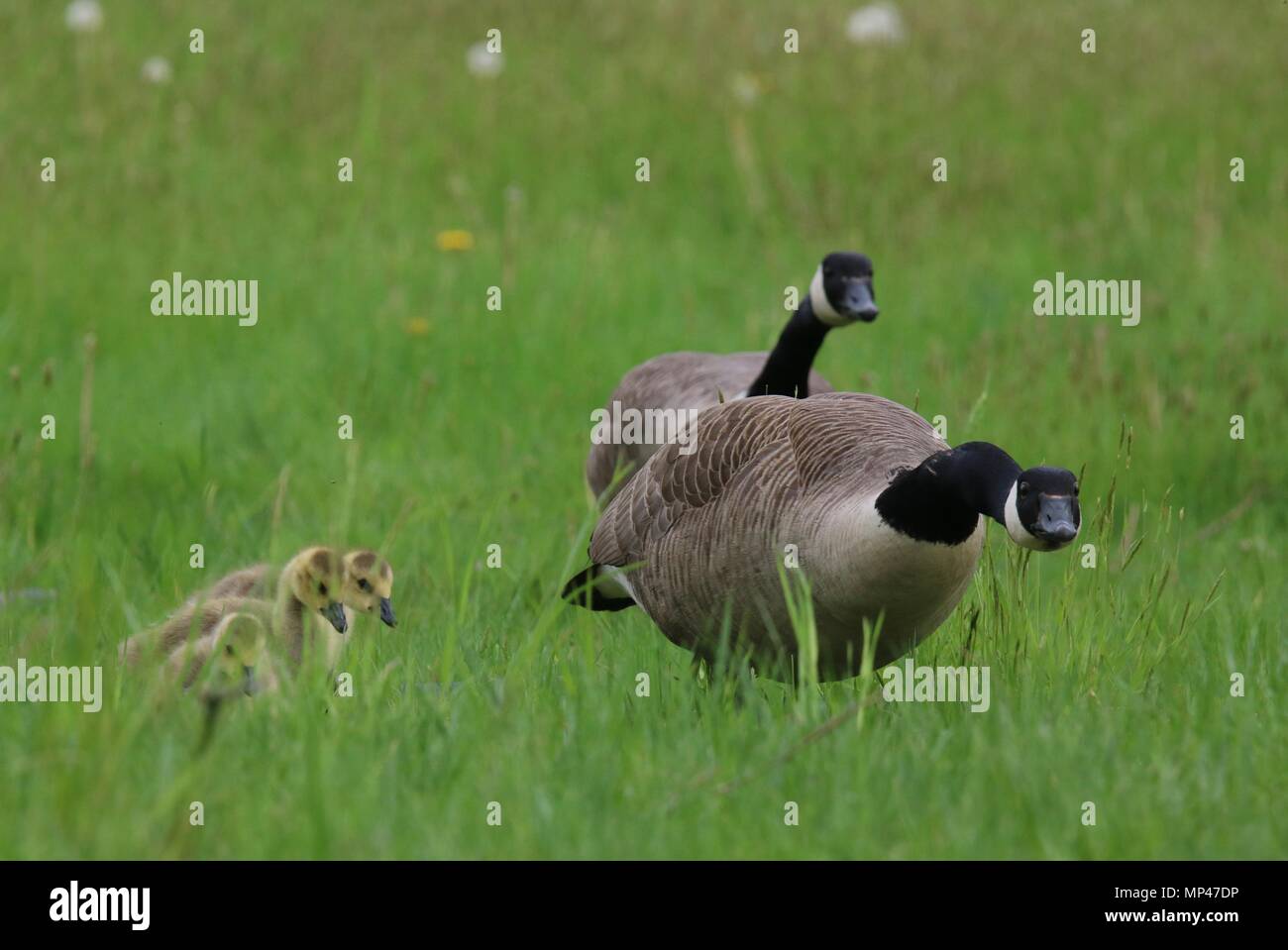 Canada Geese Branta canadensis protecting their goslings in a meadow in Spring Stock Photo