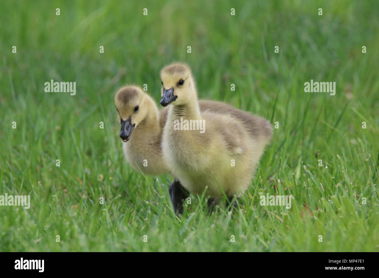 Two Little Canada Goose goslings Branta canadensis walking in a meadow in Springtime Stock Photo