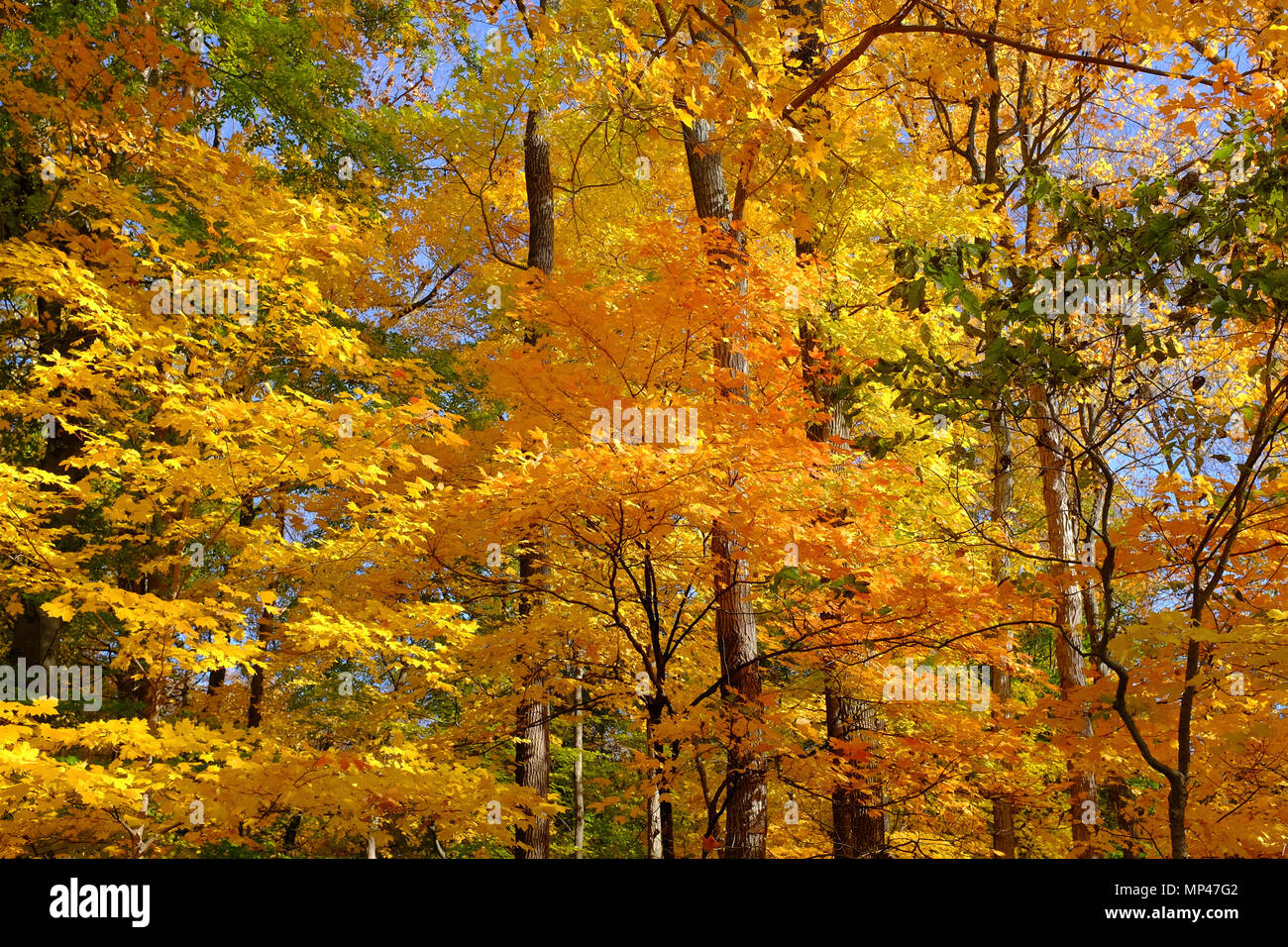 A beautiful palette of midwest fall colors Stock Photo Alamy