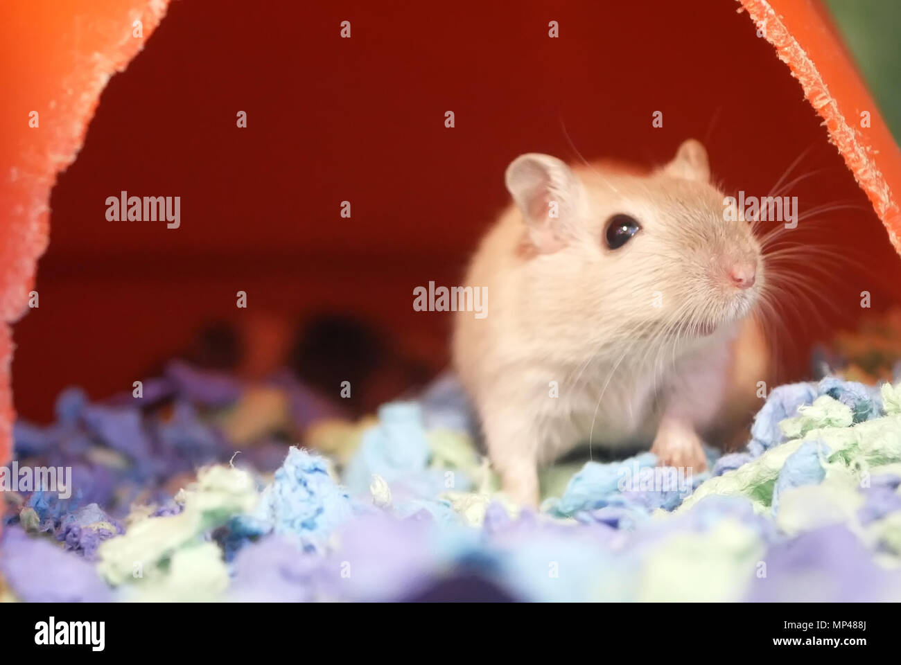 Motion of funny guinea pigs with cute poses inside cage at petsmart store Stock Photo Alamy