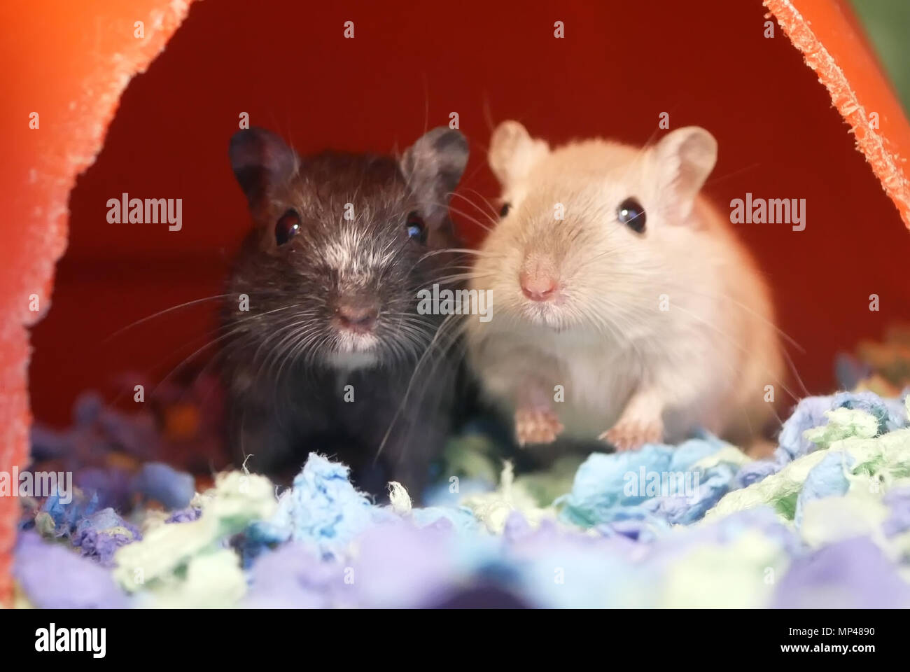 Motion of funny guinea pigs with cute poses inside cage at petsmart store Stock Photo