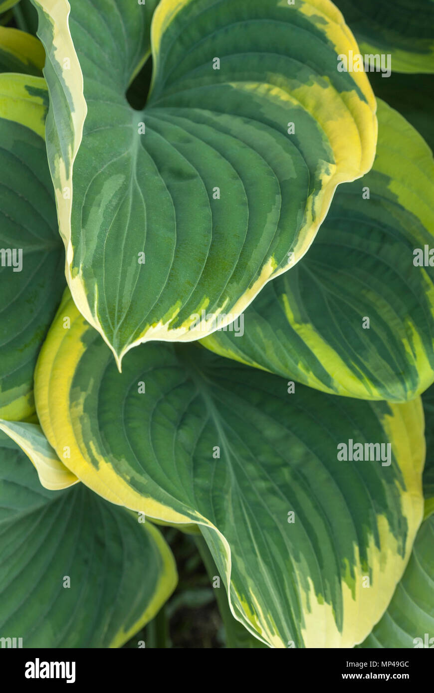 An intimate view of Green and yellow Variegated Hosta leaves in May. Vandusen Botanical Garden, Vancouver, British Columbia, Canada Stock Photo