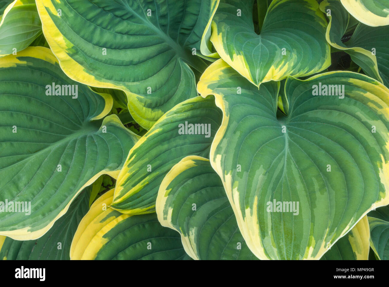 May Hosta An intimate view of Green and yellow Variegated Hosta leaves in May ...