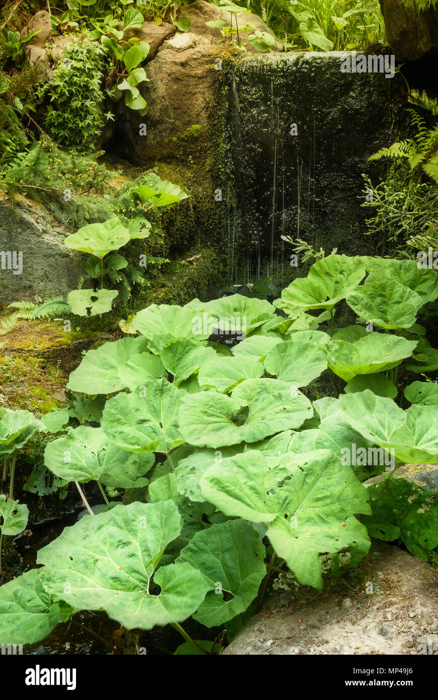 Leafy green plants beside waterfall. June, Vandusen Botanical Garden