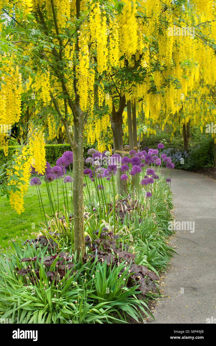 Yellow flowering Laburnum trees and purple allium blooms, Laburnum Walk, Vandusen Botanical Garden, Vancouver, British Columbia, Canada Stock Photo