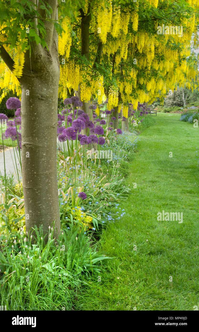 Yellow flowering Laburnum trees and purple allium blooms, Laburnum Walk, Vandusen Botanical Garden, Vancouver, British Columbia, Canada Stock Photo