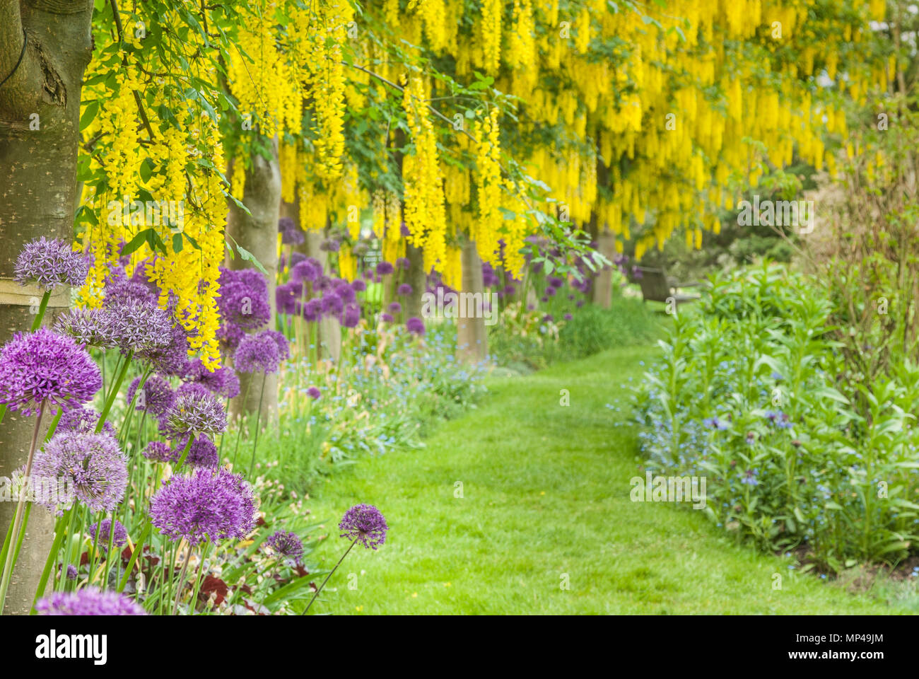 Yellow flowering Laburnum trees and purple allium blooms, Laburnum Walk, Vandusen Botanical Garden, Vancouver, British Columbia, Canada Stock Photo