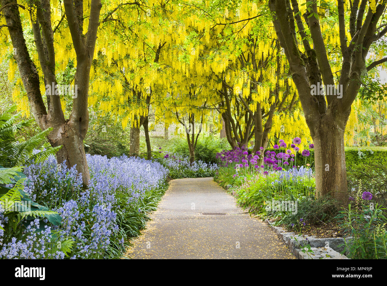 Yellow flowering Laburnum trees, Bluebells and purple Allium blooms