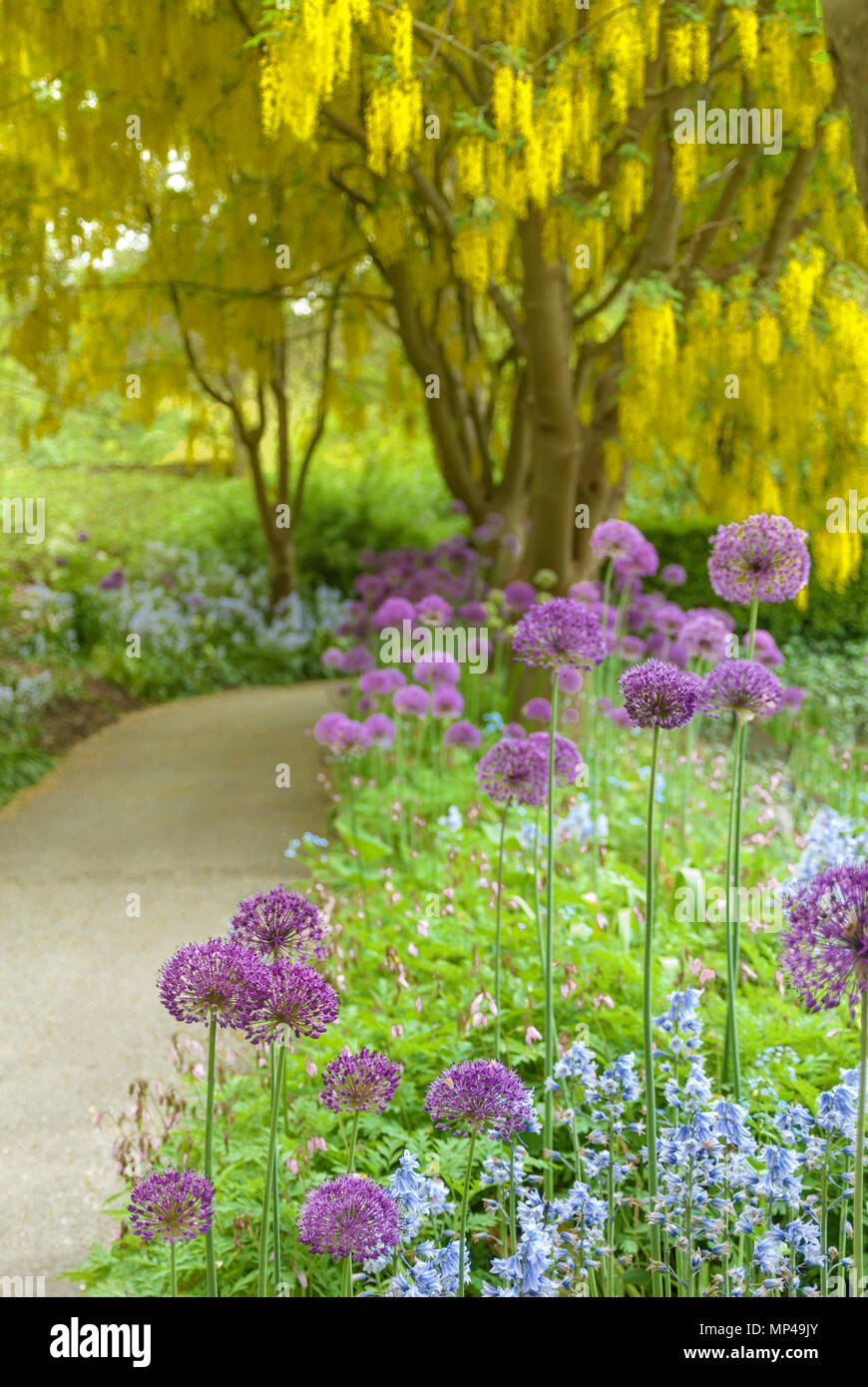 Yellow flowering Laburnum trees and purple allium blooms, Laburnum Walk, Vandusen Botanical Garden, Vancouver, British Columbia, Canada Stock Photo