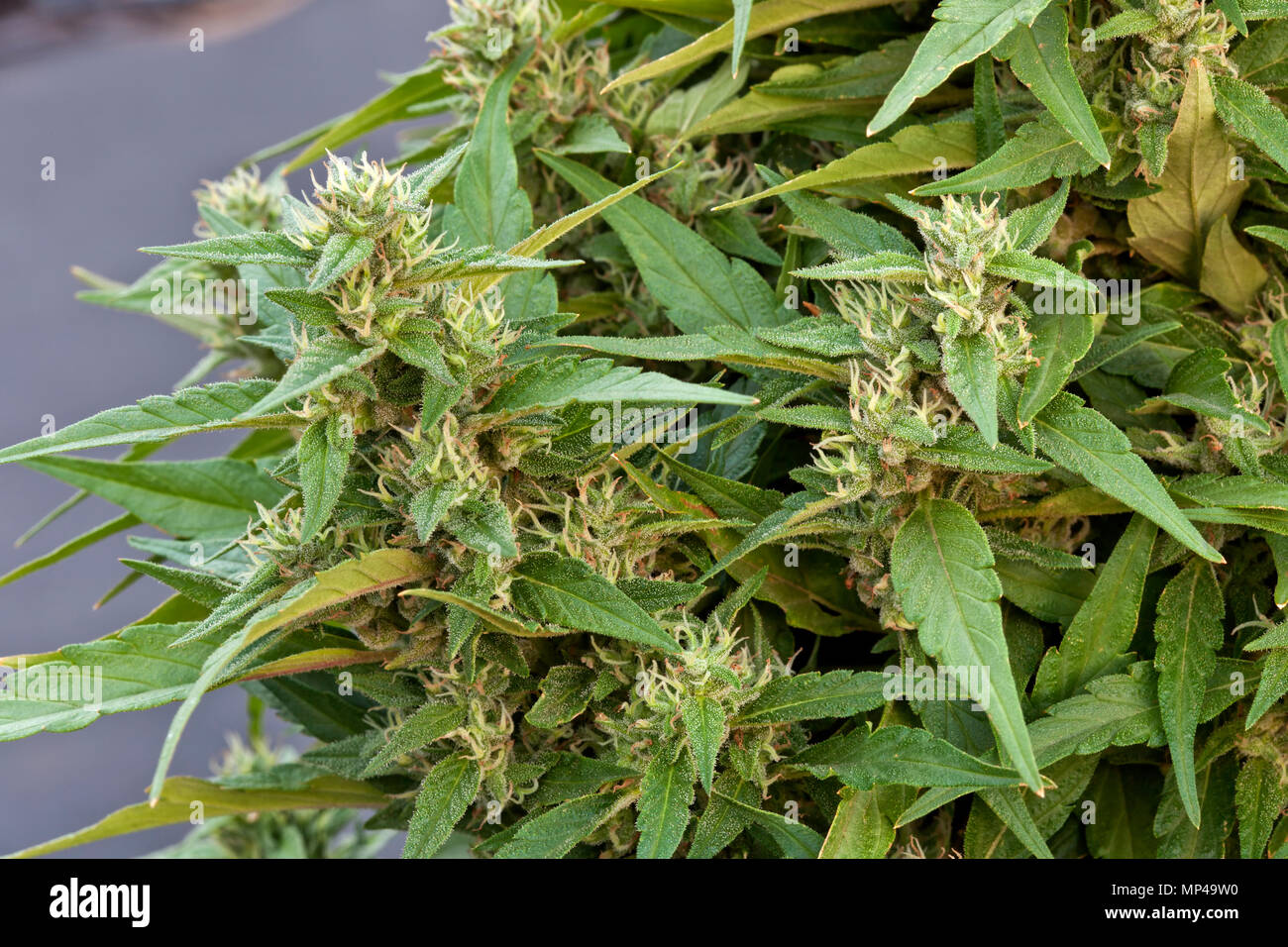 Cannabis sativa 'Harlequin'  CBD hybid variety, flowering plant, Washington State. Stock Photo