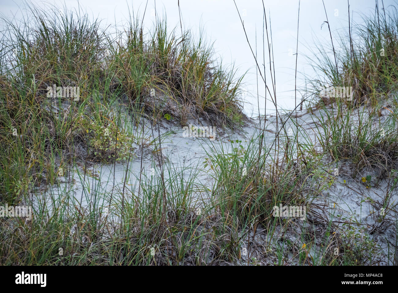 Beach grass on sand dunes at Jacksonville Beach, Florida. (USA) Stock Photo