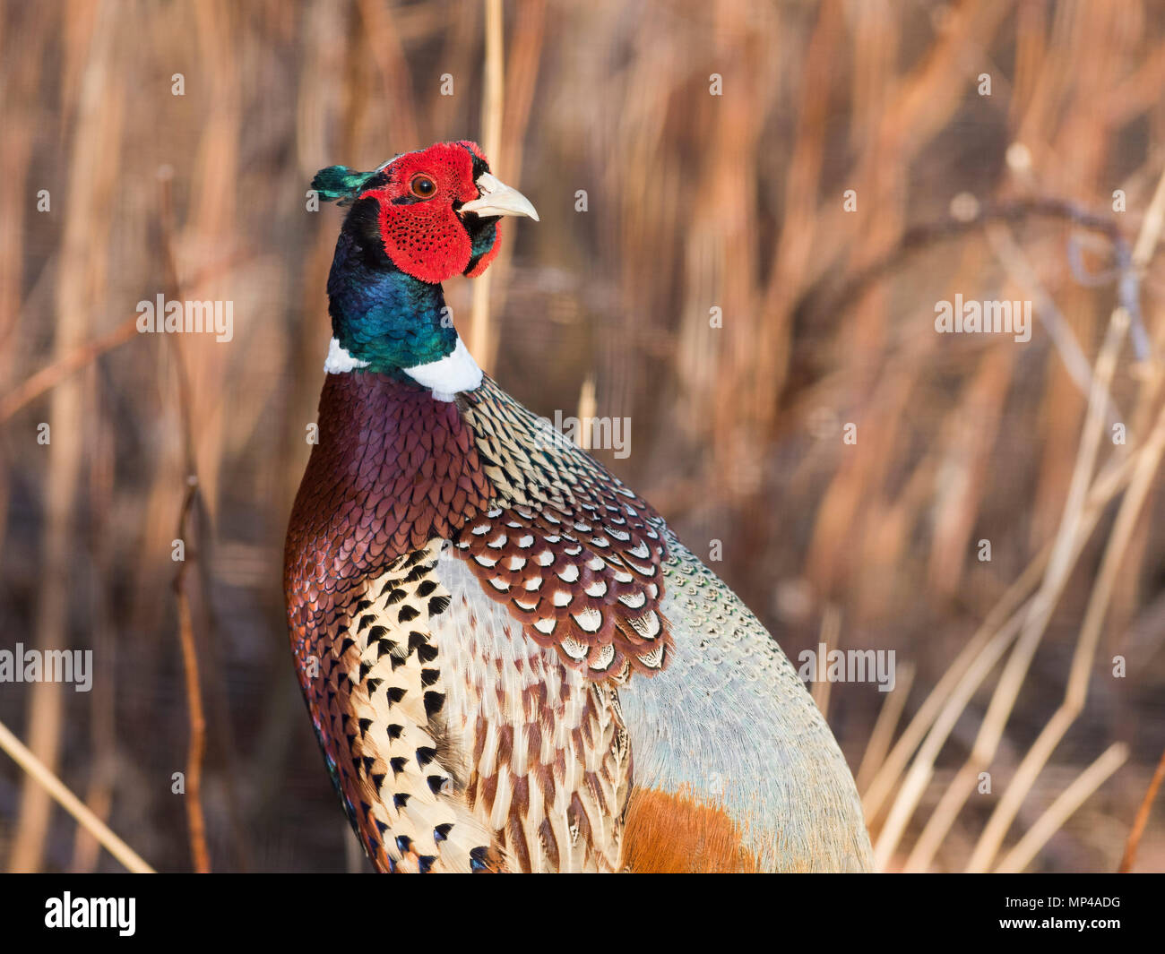 Pheasant Season Montana 2025 Ashly