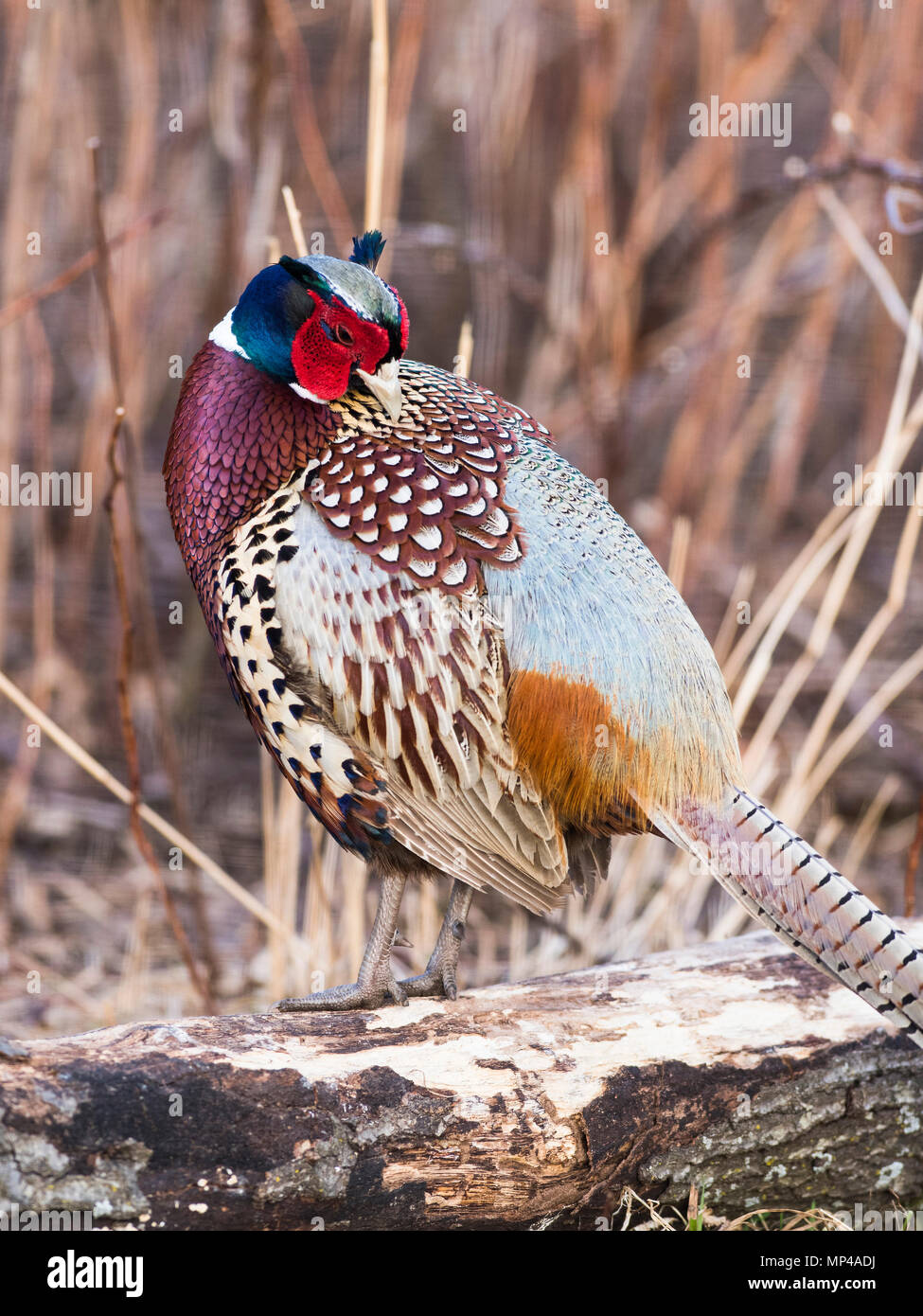 Pheasant season montana hires stock photography and images Alamy