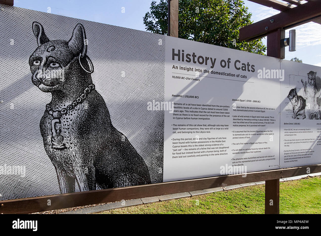 An insight into the history of cats through the ages and their