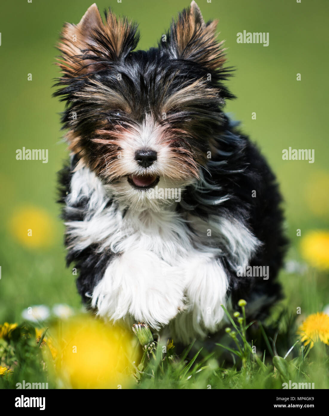 Biewer yorkshire terrier dog hi-res stock photography and images - Alamy