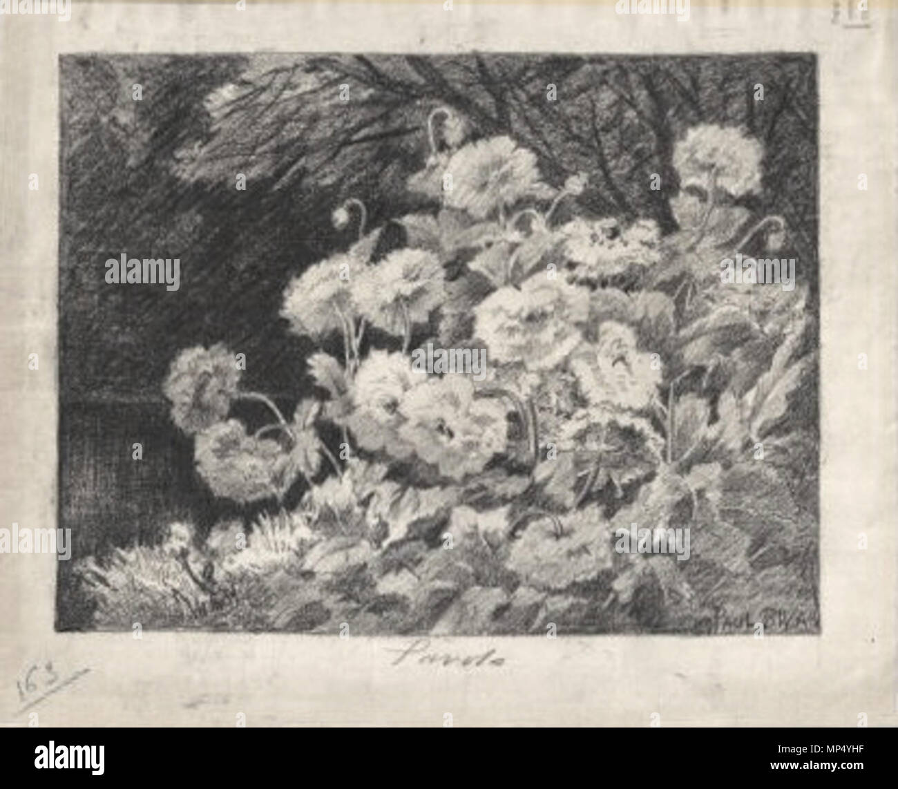 Pavots hi-res stock photography and images - Alamy