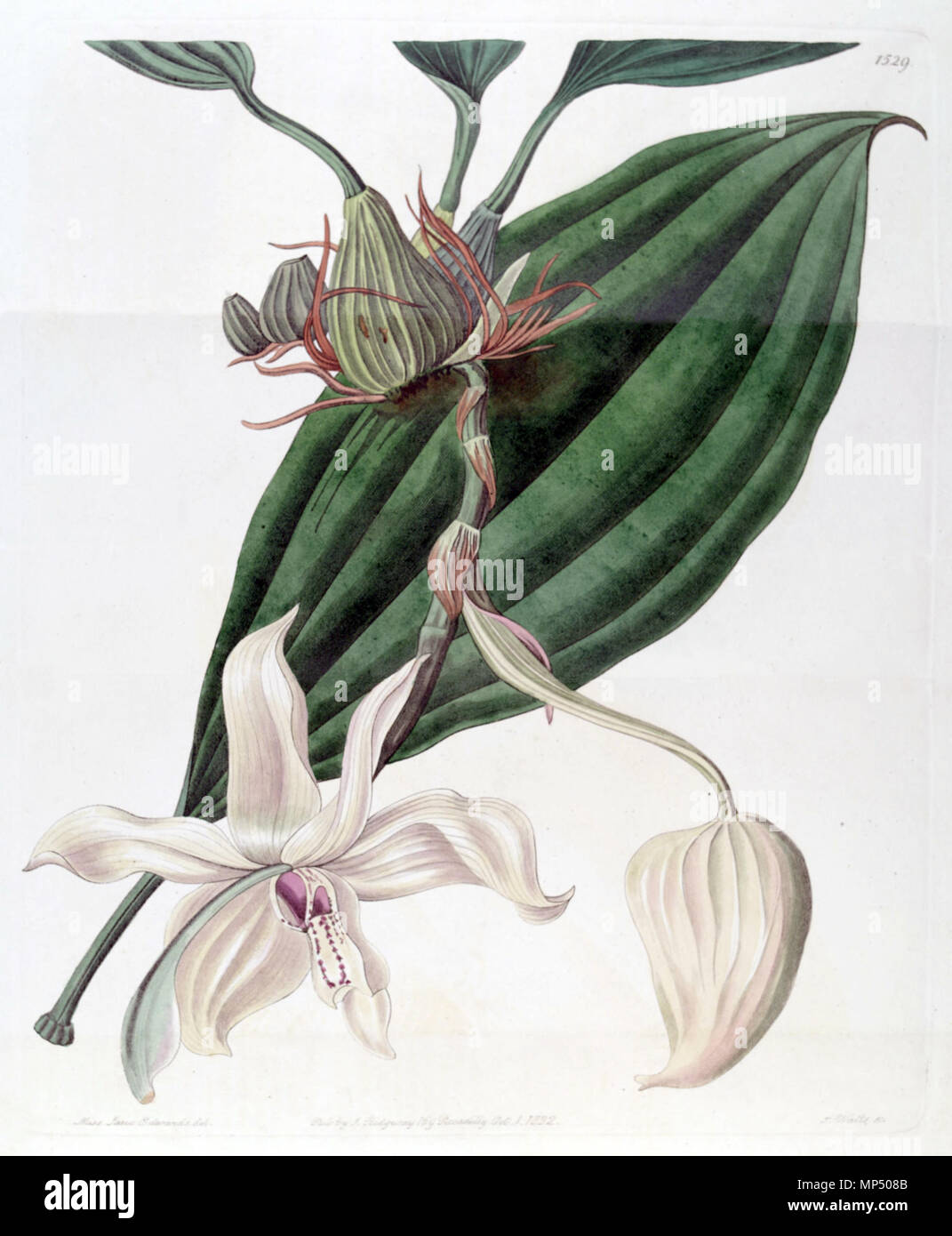 . Stanhopea grandiflora . 1832. Miss Jane Edwards (illustrator) and Watts(engraver) 1140 Stanhopea grandiflora (eburnea) - Edwards v. 18 (1832) pl 1529 Stock Photo