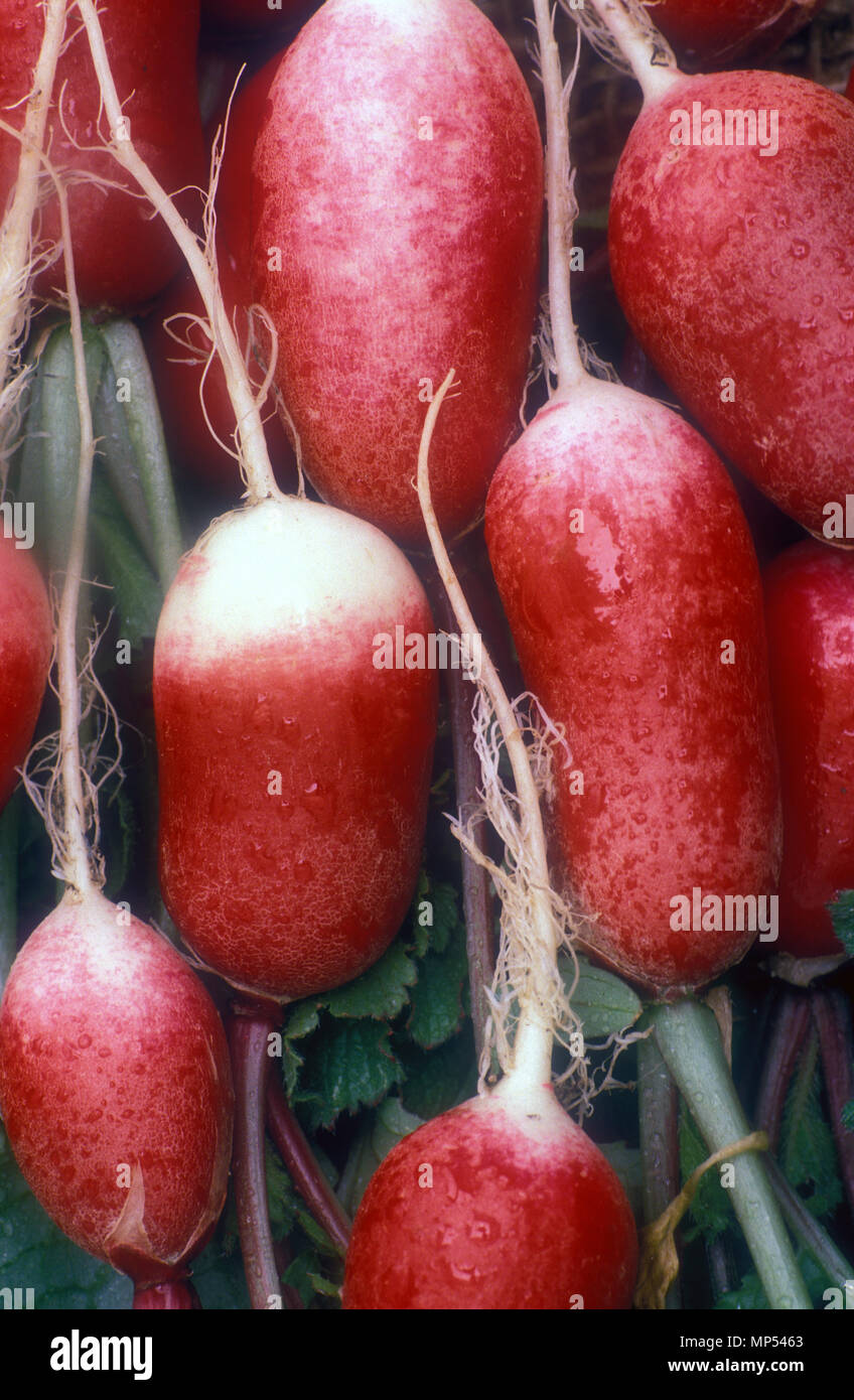 Cruciferae hires stock photography and images Alamy