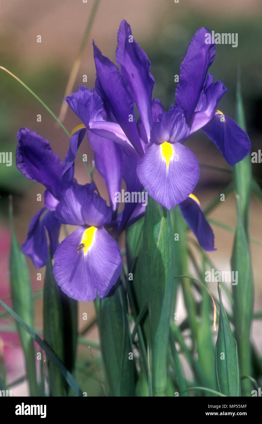 Purple Dutch Iris Flowers Stock Photo Alamy