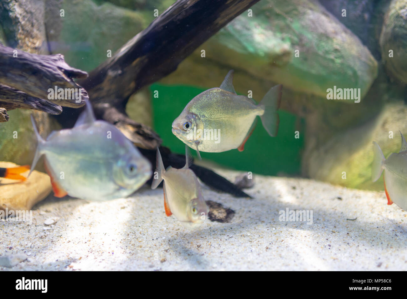 Silver Dollar fish, Metynnis lippincottianus swimming in aquarium Stock Photo