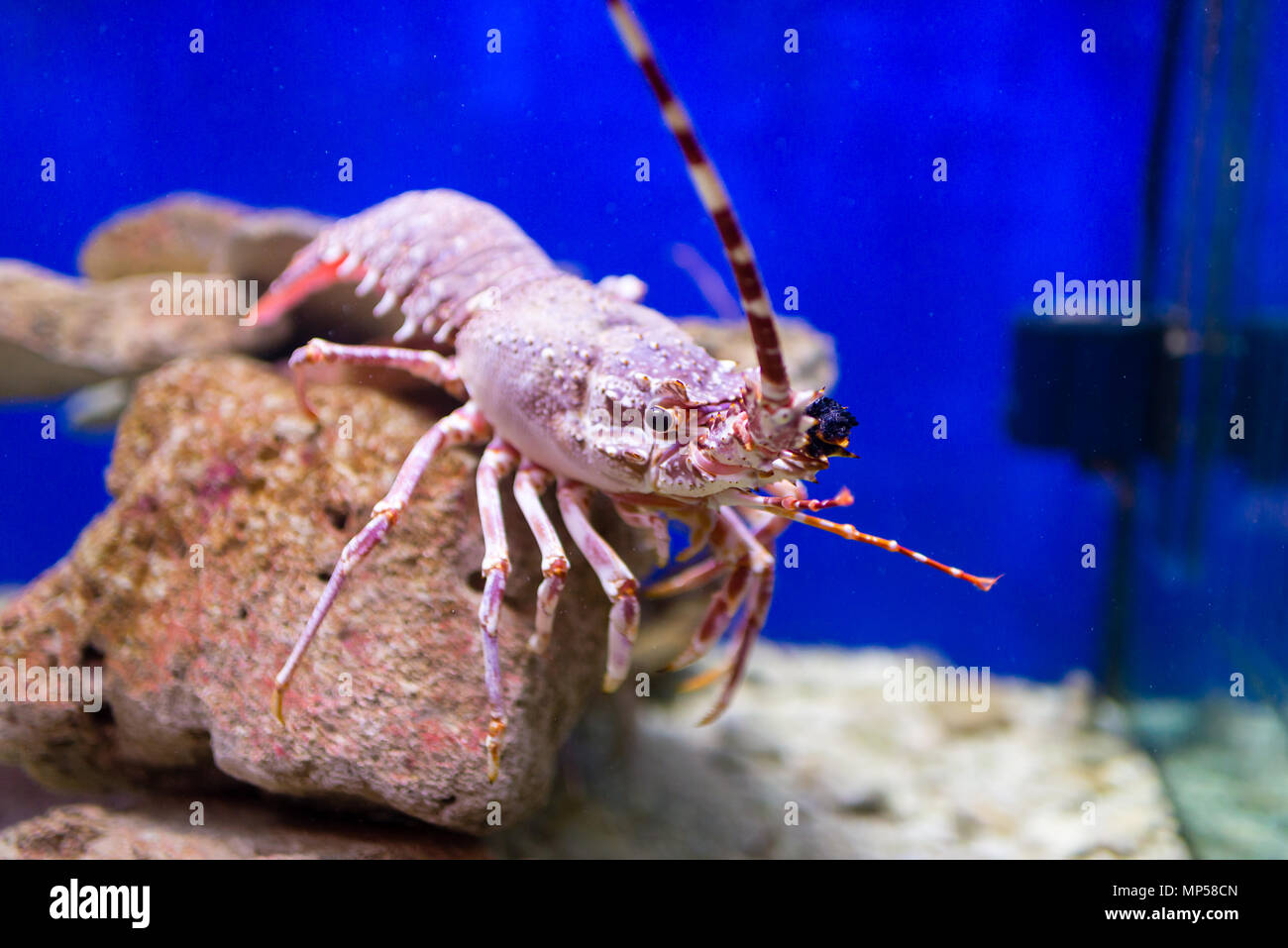 Red lobster in an aquarium viewed through the glass Stock Photo Alamy