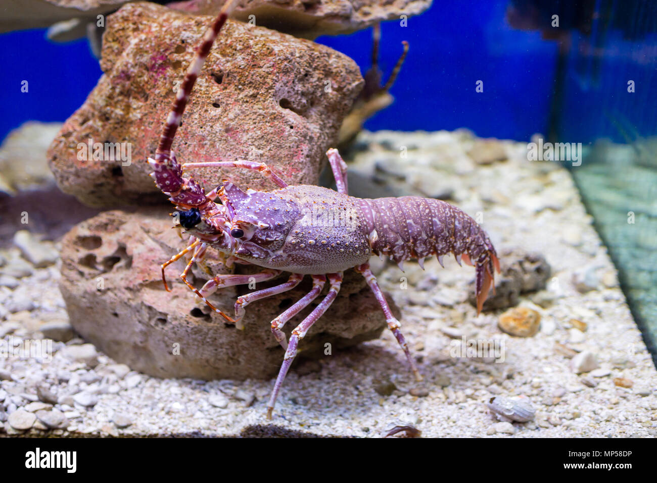 Red lobster in an aquarium viewed through the glass Stock Photo Alamy