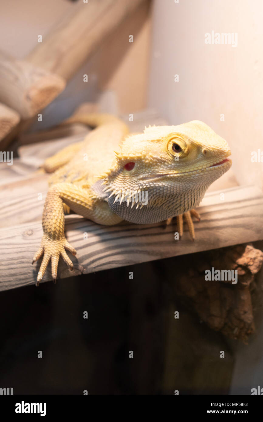 Adult bearded dragon hires stock photography and images Alamy