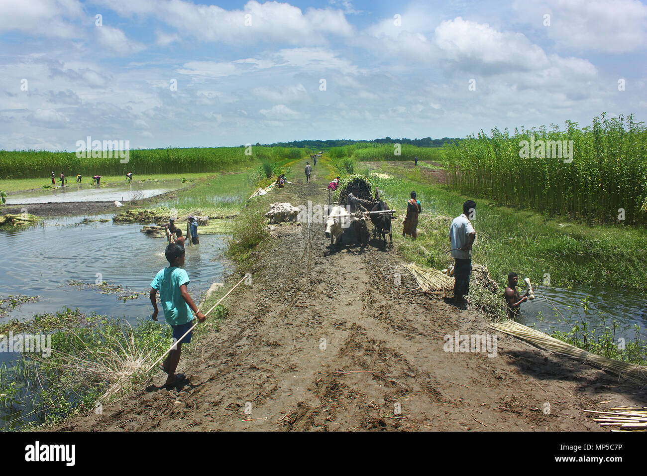 Jute worker hires stock photography and images Alamy