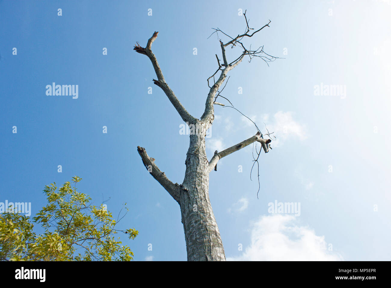 Death Tree Khulna,Bangladesh. Khulna,Bangladesh.June 10,2016. Stock Photo