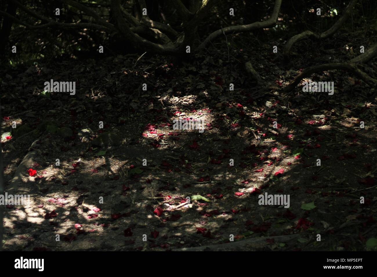 Red blossom and petals settle on floor path of an old growth forest in Kent, Britain. Stock Photo