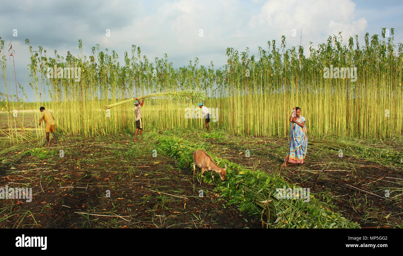 A woman herds goats in the field. Narail, Bangladesh. August 2010. Stock Photo
