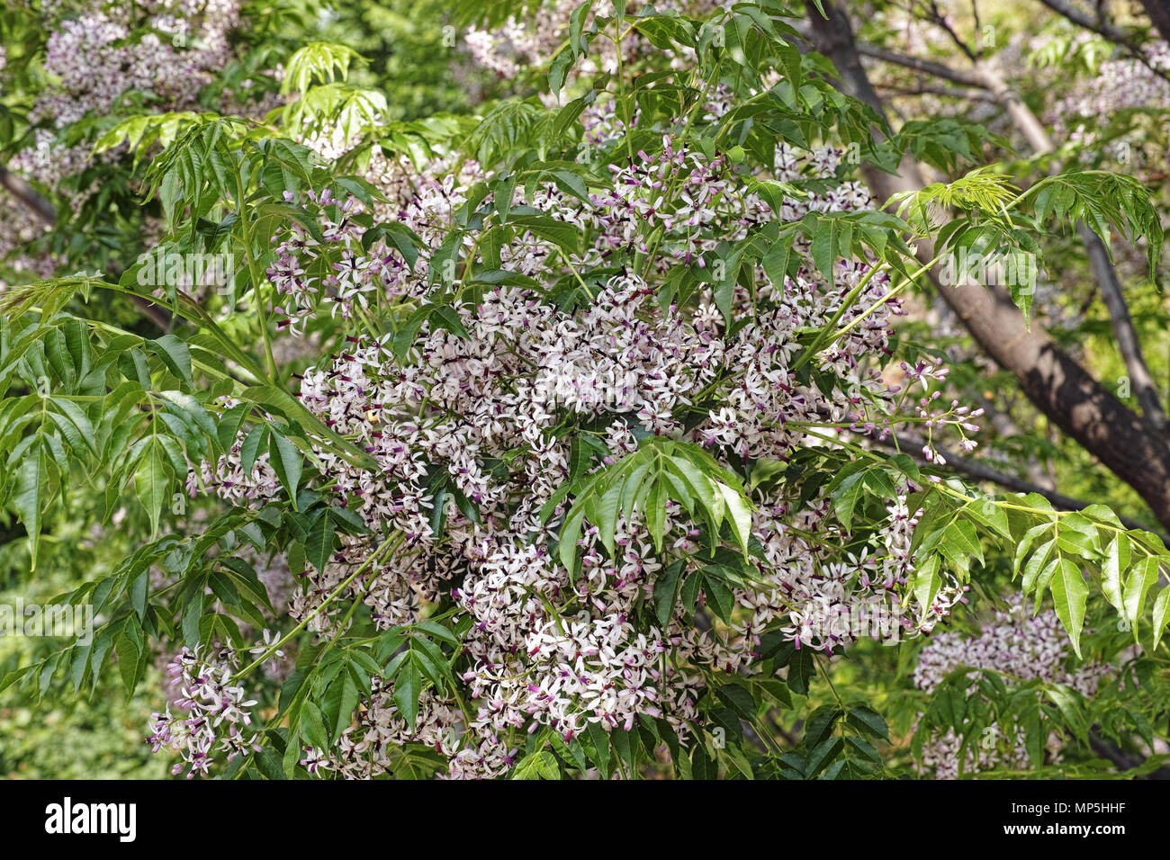 chinaberry tree in bloom, foliage and its cluster inflorescences Stock Photo
