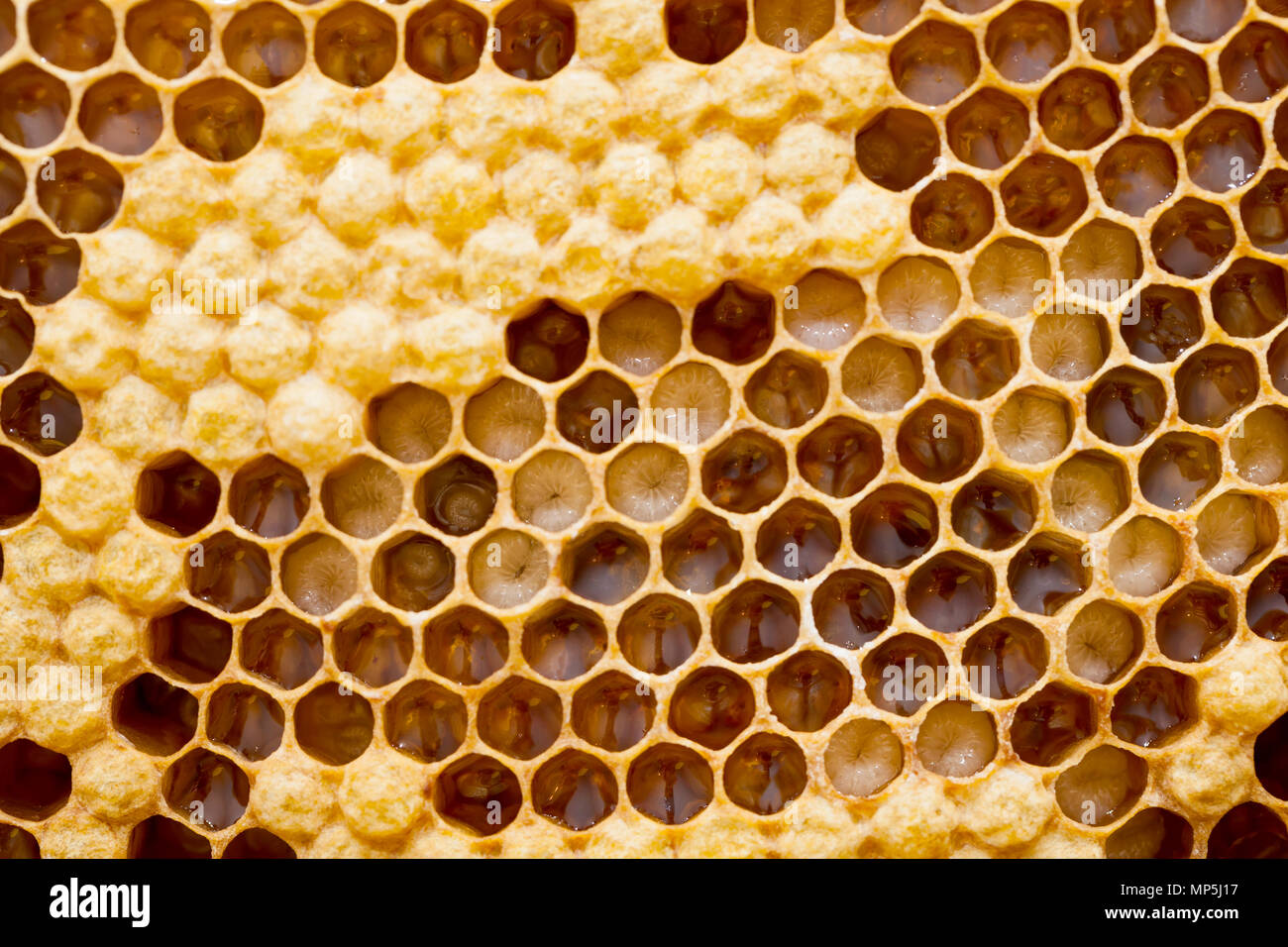 Honeycomb from beehive filled with fresh golden honey. Hexagonal texture. Macro Stock Photo