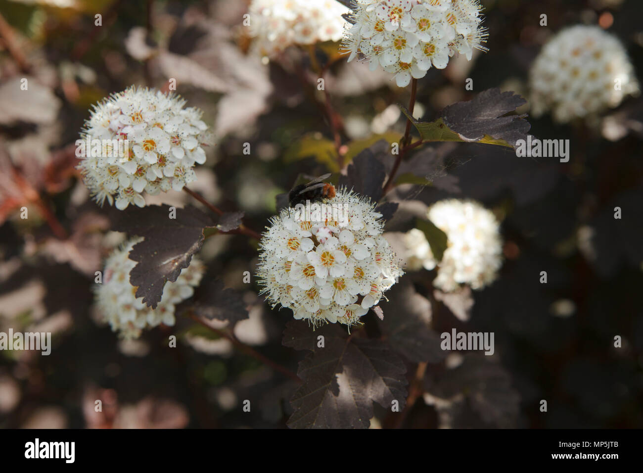 small, delicate white flowers on shrub's twig Stock Photo