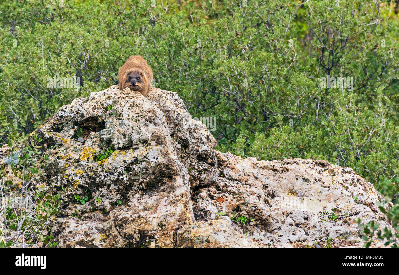 a rock hyrax sunning itself on a boulder in the Golan Heights near the Banyas waterfall Stock Photo