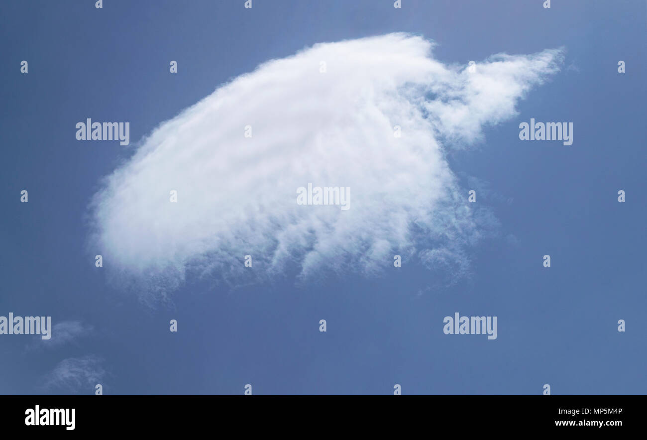windblown isolated cloud in the shape of a flying bird in a pure blue sky Stock Photo