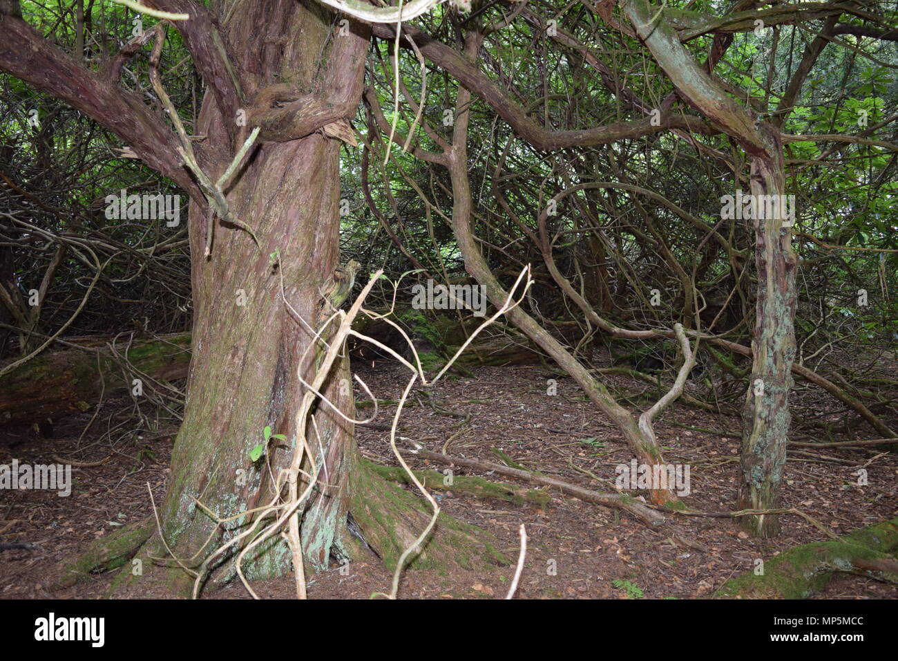 the pineapple and Dunmore house near airth Scotland,big trees Stock