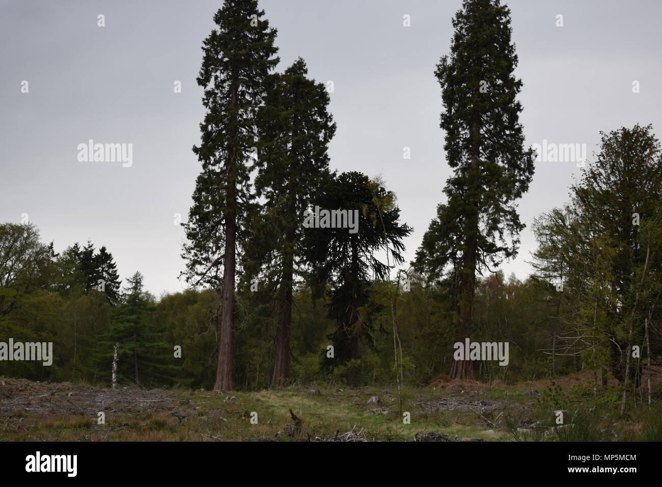 the pineapple and Dunmore house near airth Scotland,big trees Stock