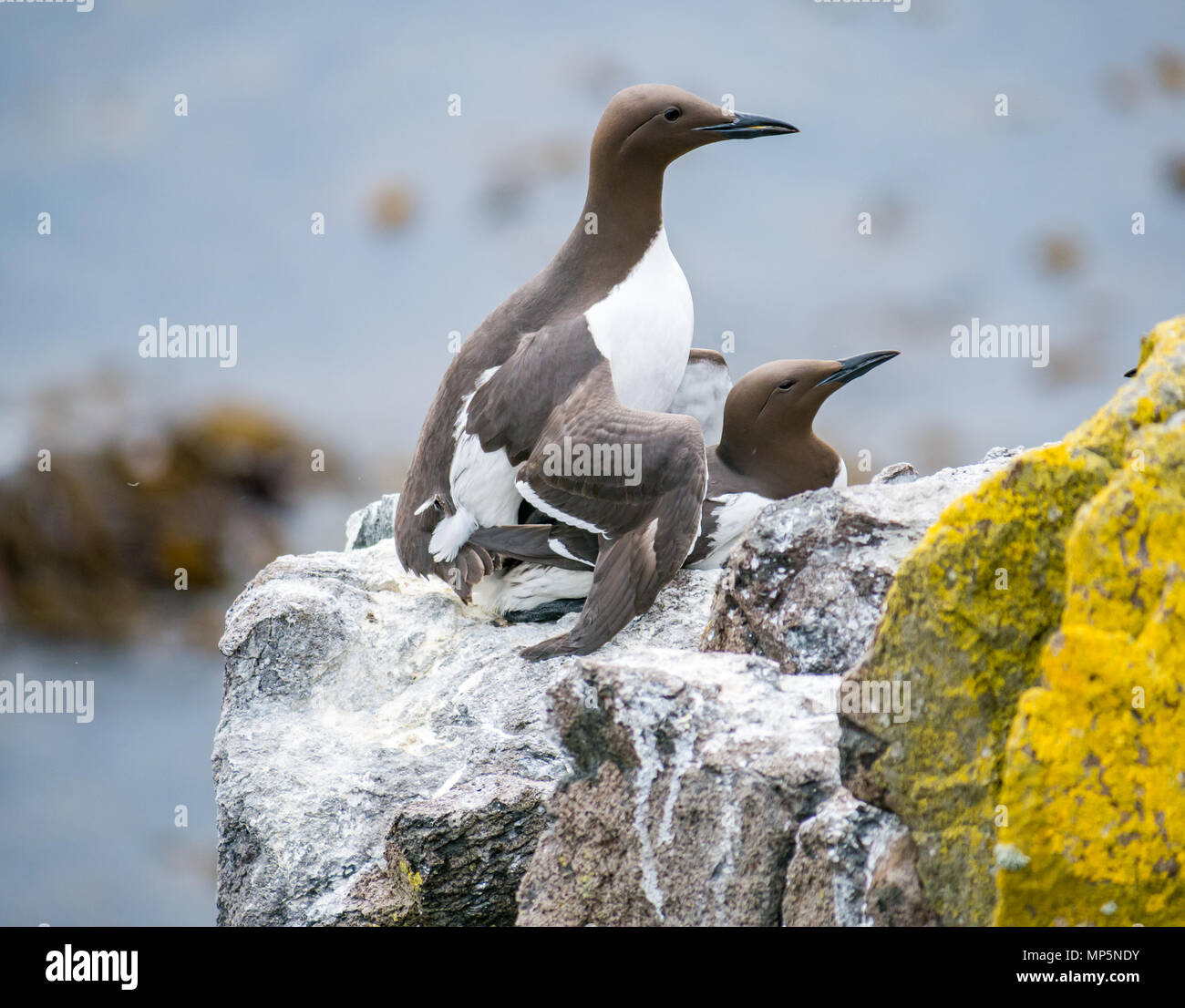 A mating pair of guillemot seabirds, Uria aalge, on a rocky ledge, Isle of May, Firth of Forth. Scotland, UK Stock Photo