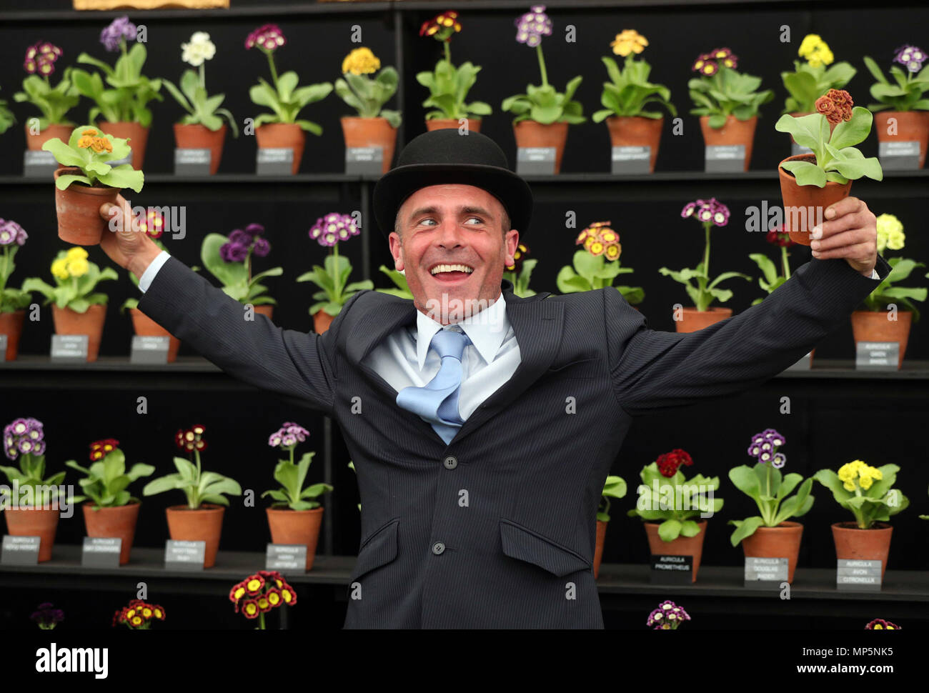Simon Lockyer holds aloft two specimens of primula in front of his stand during the press day for this year's RHS Chelsea Flower Show at the Royal Hospital Chelsea, London. Stock Photo