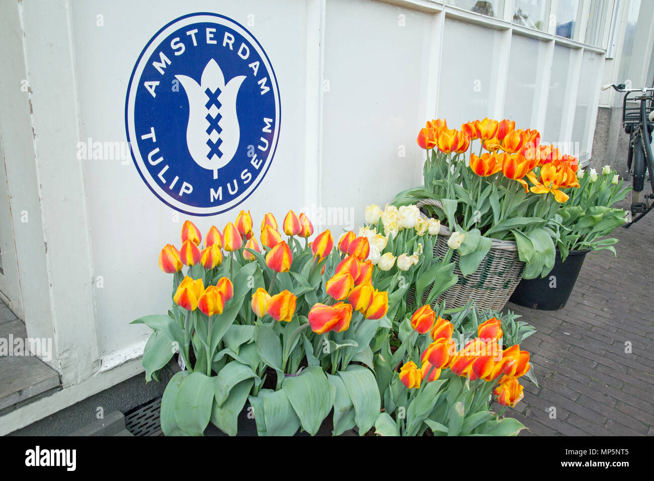 Amsterdam, Holland, April 2018, Tulips outside the Amsterdam tulip