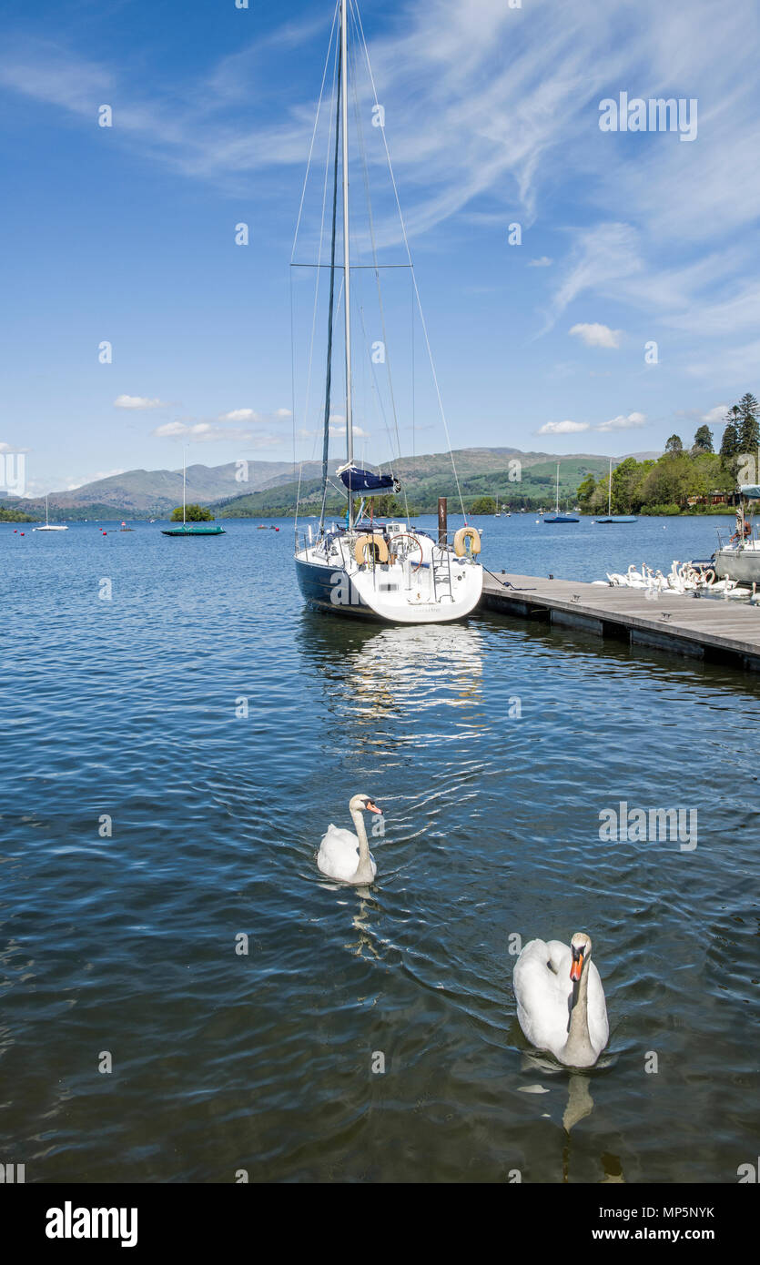 Moored Yacht and two swans at Bowness on Windermere in the Lake District National Park, Cumbria Stock Photo