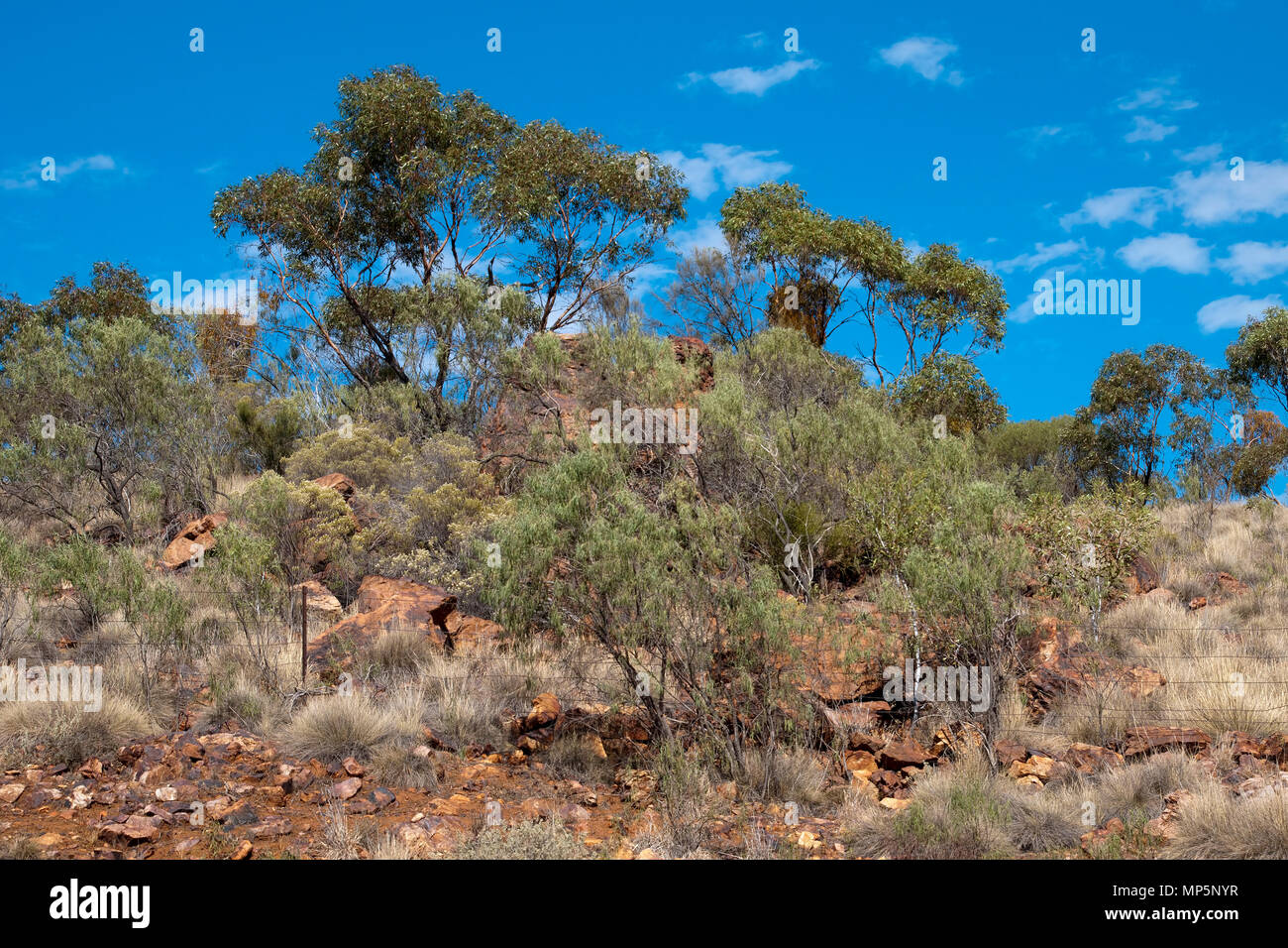 Quorn South Australia, view of hilltop with gum trees Stock Photo - Alamy