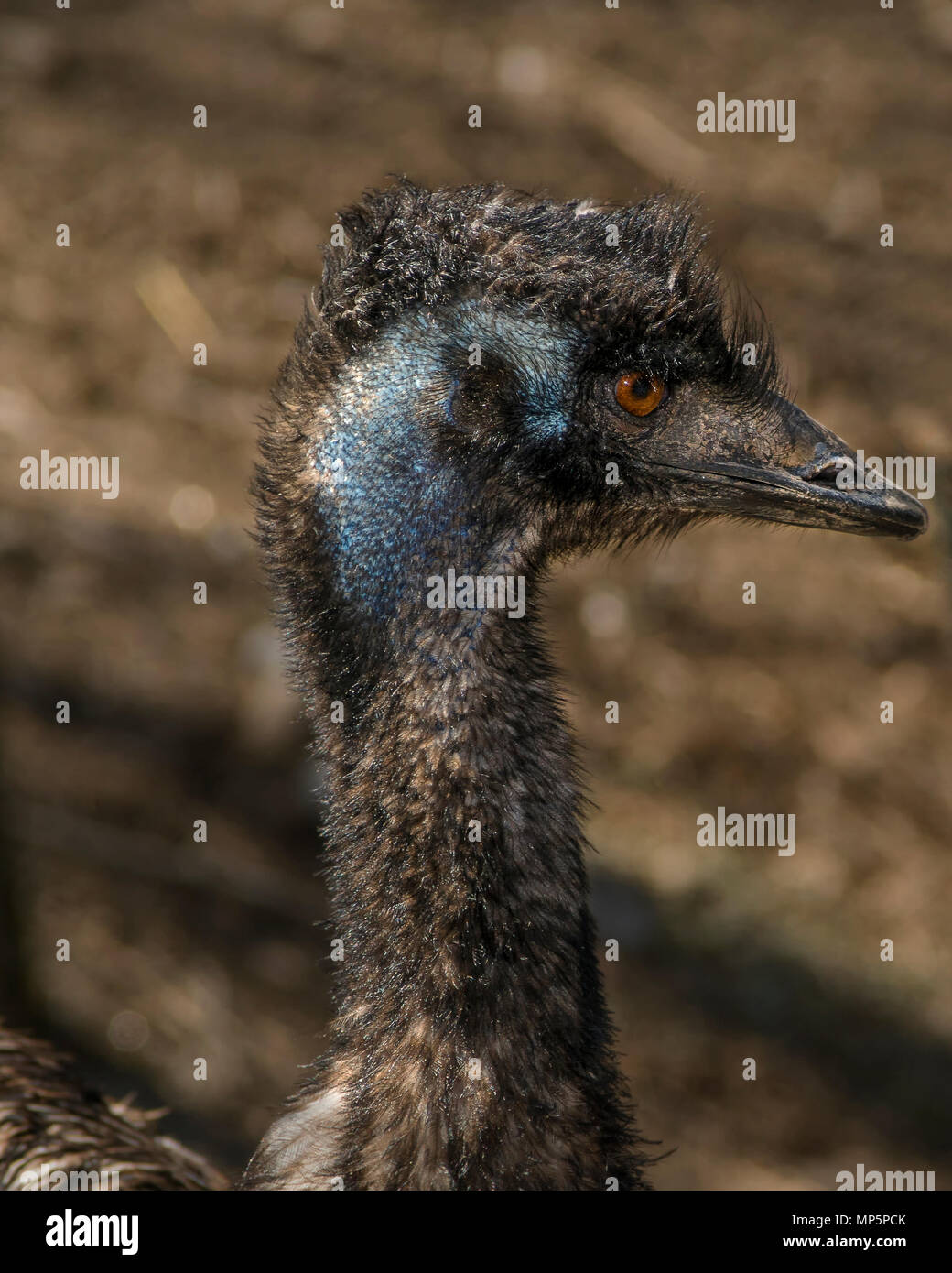 Emu in captivity half bald Stock Photo