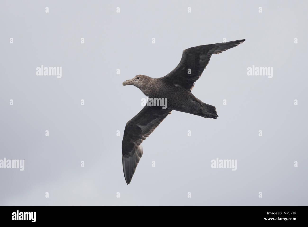 Immature Southern Giant Petrel soaring above the waters of the Straits of Magellan, in Southern Chile Stock Photo
