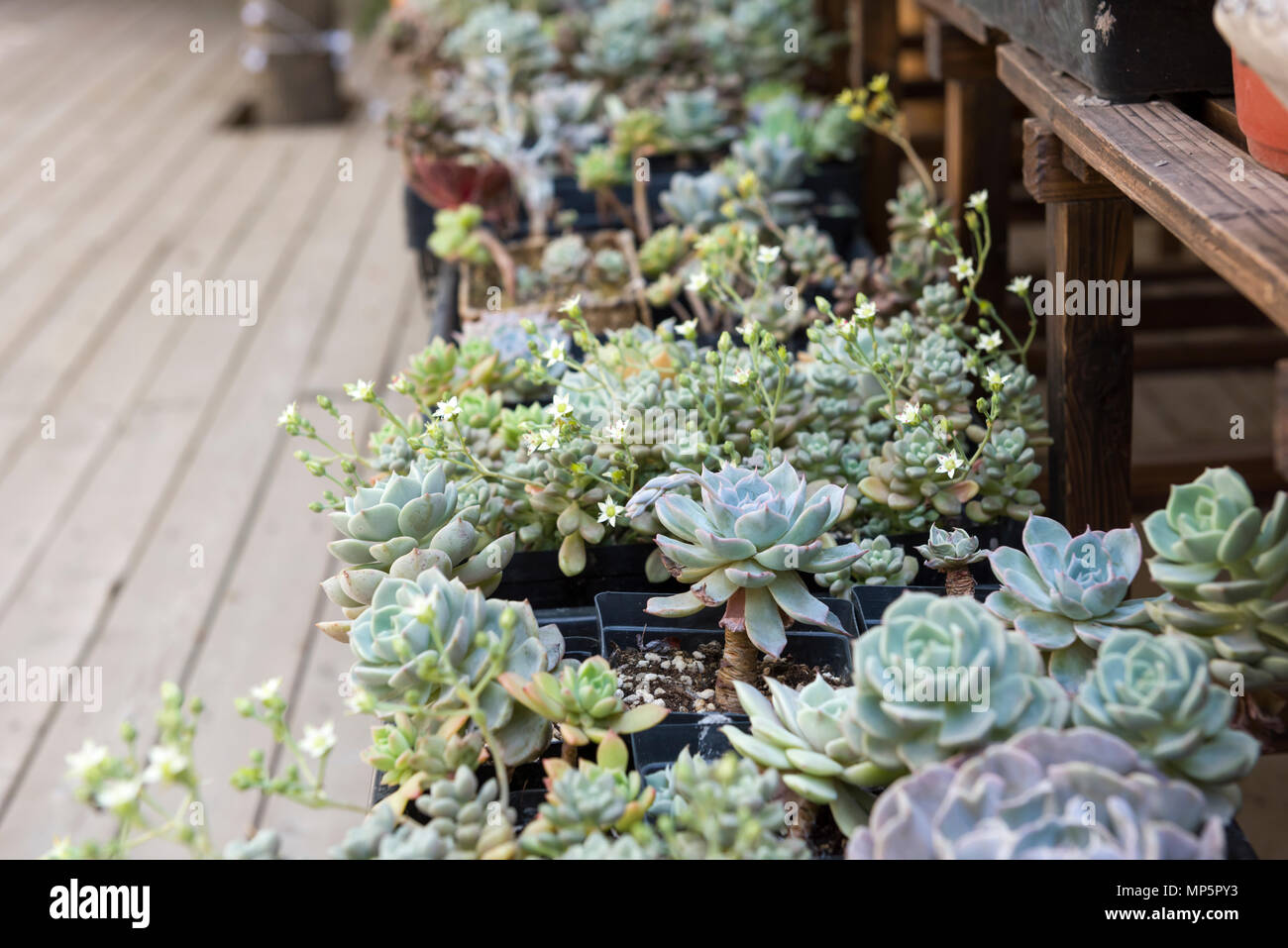 Closeup of succulent plants Stock Photo